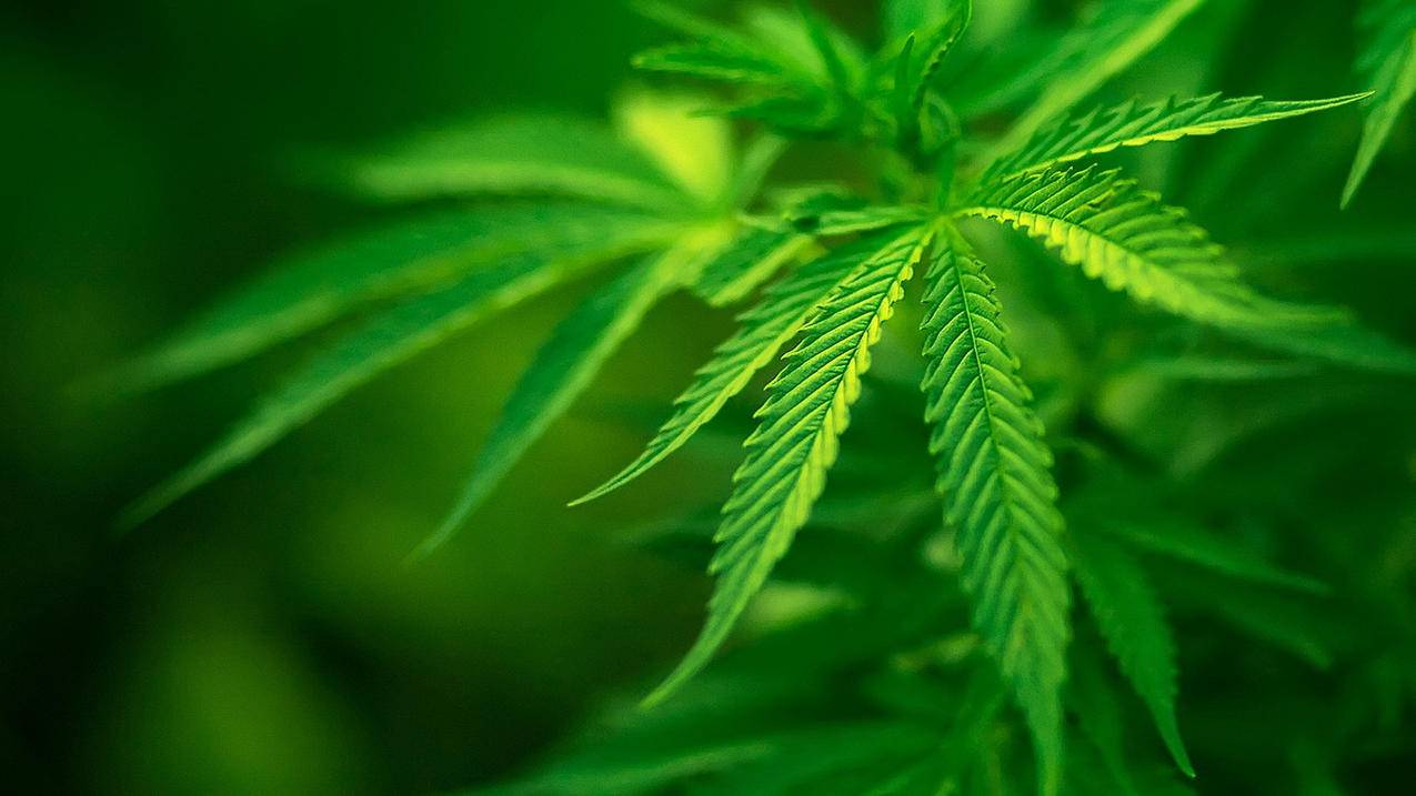 qq快刷网快手-刷q