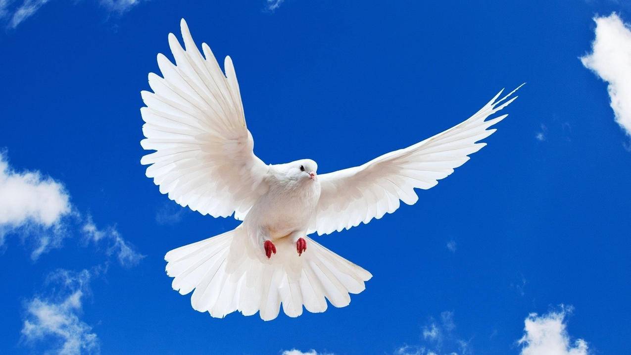 快手抢置顶代刷网-刷